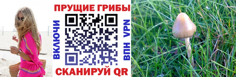 Псилоцибиновые грибы Cubensis  Почеп 